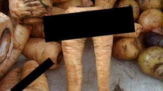 Porno For Parsnips